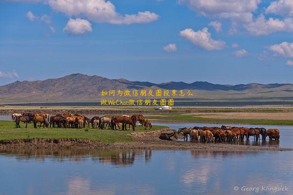 如何为微信朋友圈投票怎么做WeChat微信朋友圈圈