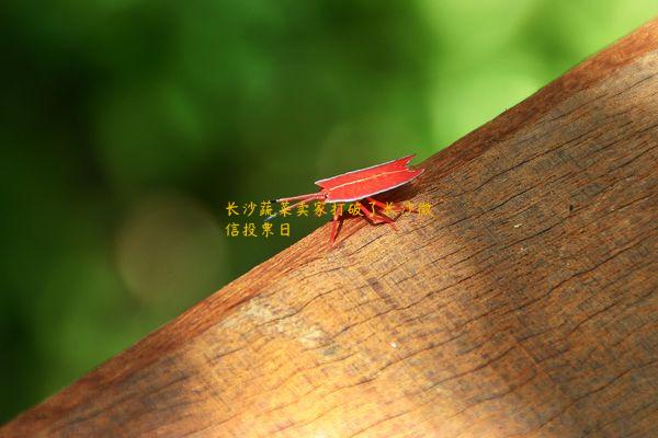 长沙蔬菜卖家打破了长沙微信投票日