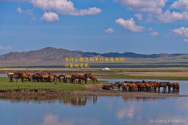 为什么微信刷票行业成为街对面的老鼠